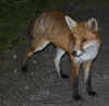 75-fox.jpg (324581 bytes)